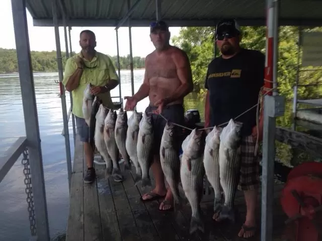 Three guests holding a stringer of Striped Bass on the Keller's Kove boat dock